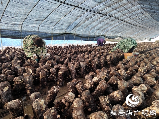 泌陽縣楊家集鎮(zhèn)孟崗村：開展香菇規(guī)?；N植 打造“一村一品”特色產(chǎn)業(yè)