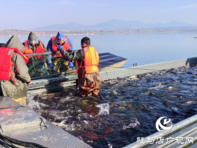 泌陽(yáng)縣：魚(yú)躍人歡冬捕忙 喜迎新春好“豐”景