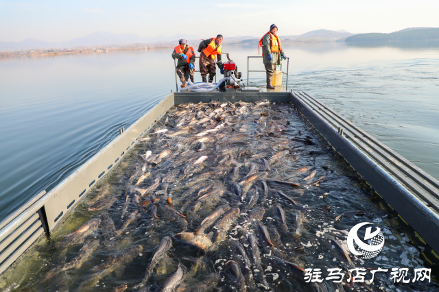 泌陽(yáng)縣：魚(yú)躍人歡冬捕忙 喜迎新春好“豐”景