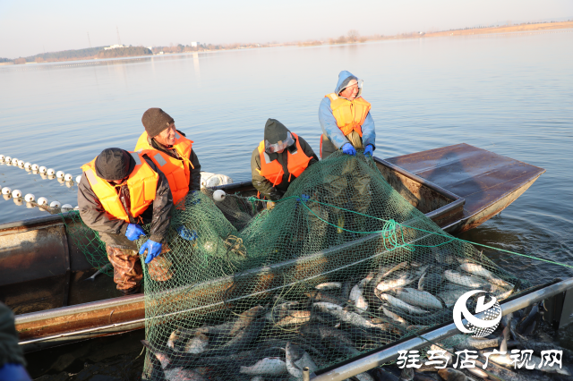 泌陽(yáng)縣：魚(yú)躍人歡冬捕忙 喜迎新春好“豐”景