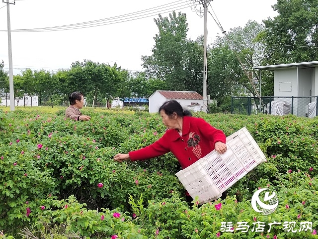 泌陽(yáng)縣雙廟街鄉(xiāng)付洼村：玫瑰花開(kāi)香滿(mǎn)園 鄉(xiāng)村振興展畫(huà)卷