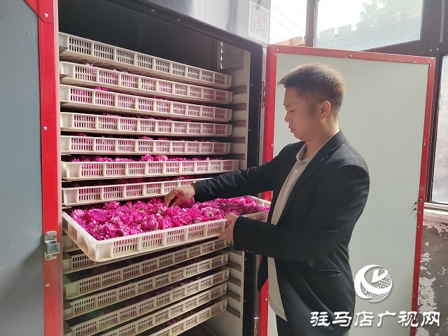 泌陽(yáng)縣雙廟街鄉(xiāng)付洼村：玫瑰花開(kāi)香滿(mǎn)園 鄉(xiāng)村振興展畫(huà)卷