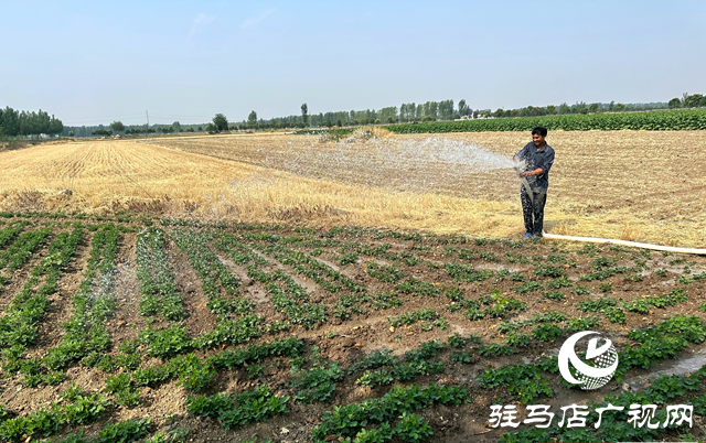 泌陽縣郭集鎮(zhèn)：全力打好抗旱保苗“主動仗”