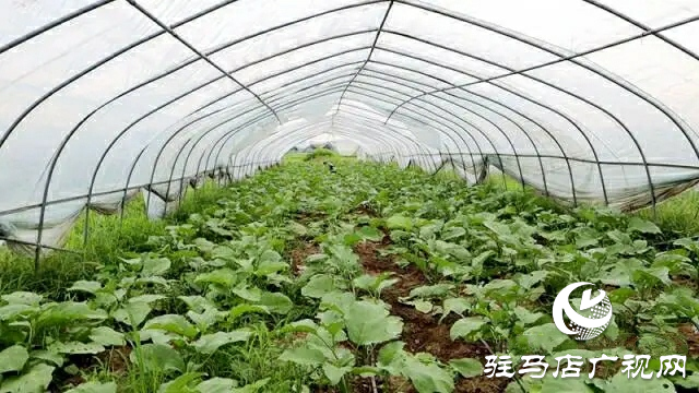 新蔡縣黃樓鎮(zhèn)：強化黨建引領 促進產業(yè)振興