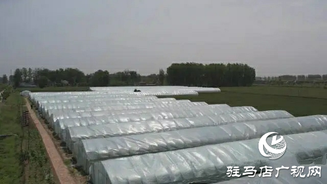 新蔡縣黃樓鎮(zhèn)：強化黨建引領 促進產業(yè)振興