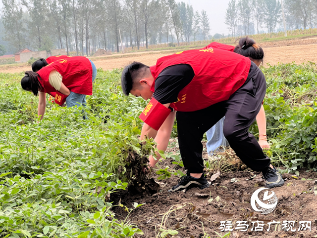 新蔡縣龍口鎮(zhèn)：開展金秋助農(nóng)志愿服務確保秋糧顆粒歸倉