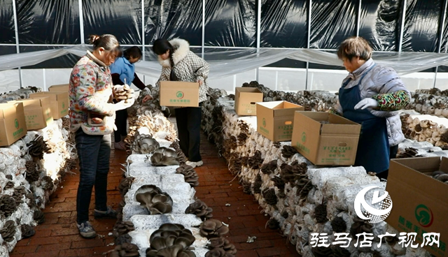 正陽(yáng)縣熊寨鎮(zhèn)毛集村：菌菇撐起“增收傘” 鄉(xiāng)村綻放“幸?；ā? width=