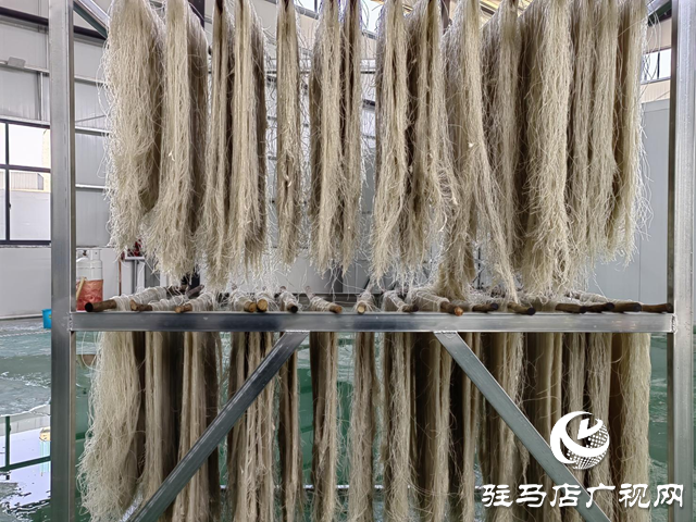 泌陽(yáng)縣郭集鎮(zhèn)：紅薯產(chǎn)業(yè)鋪就鄉(xiāng)村振興“快車(chē)道”