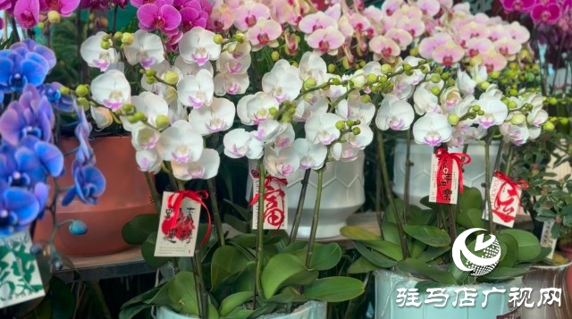 新春佳節(jié)即將到來，綠植花卉成為節(jié)日新寵