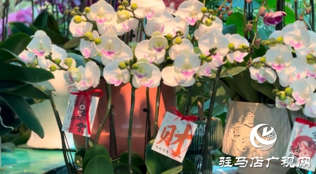 新春佳節(jié)即將到來，綠植花卉成為節(jié)日新寵