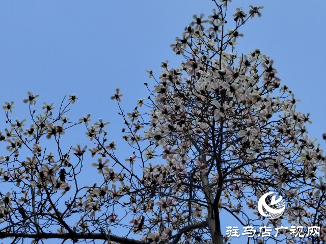 駐馬店：玉蘭花開(kāi) 春意盎然