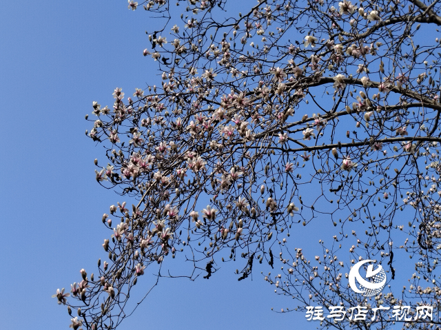 駐馬店：玉蘭花開(kāi) 春意盎然