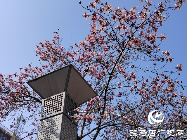 駐馬店：玉蘭花開(kāi) 春意盎然
