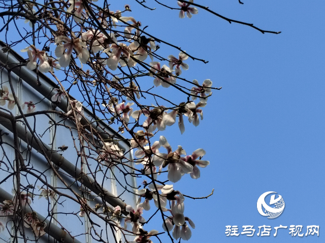 駐馬店：玉蘭花開(kāi) 春意盎然