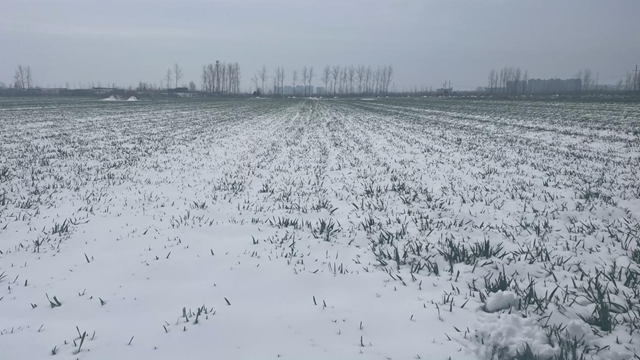 駐馬店：“及時(shí)雪”潤澤萬畝麥田 種糧大戶喜笑顏開
