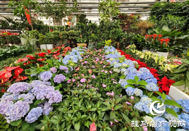 “五一”假期 花卉市場銷售旺