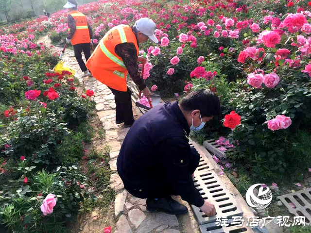 綠意蔥蘢花滿城！確山縣住建局精心打造“城市大花園”