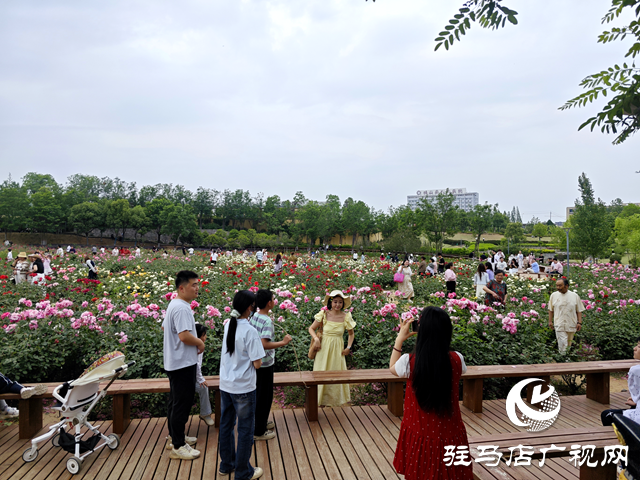 綠意蔥蘢花滿城！確山縣住建局精心打造“城市大花園”