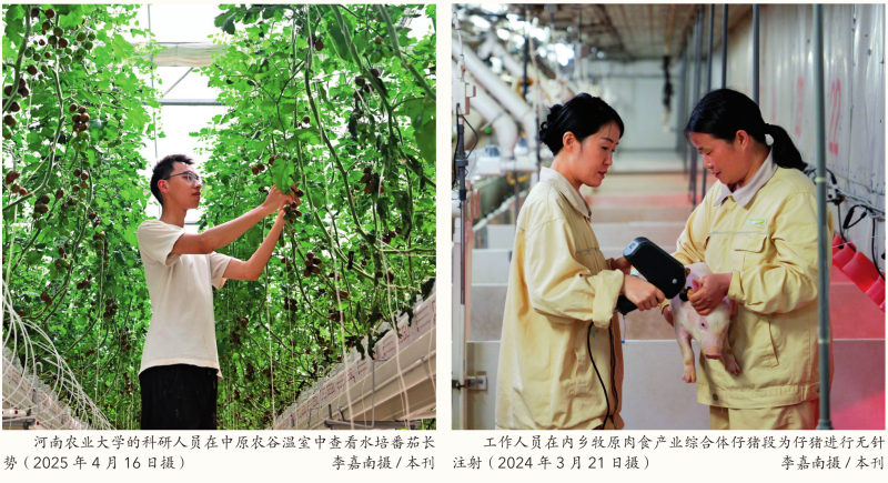 瞭望·治國理政紀事｜牢牢抓住糧食這個核心競爭力