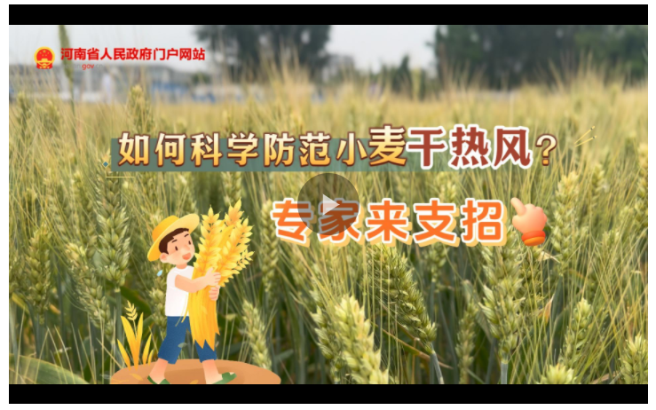 訪談丨如何科學(xué)防范小麥“干熱風(fēng)”？專家來支招→