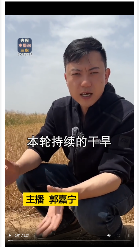 本輪干旱對河南小麥產(chǎn)量影響到底有多大？總臺記者深入河南麥田實(shí)地探訪