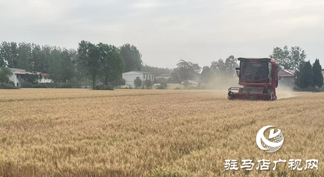 驛城區(qū)朱古洞鄉(xiāng)：搶抓農(nóng)時忙 “三夏”生產(chǎn)繪豐景