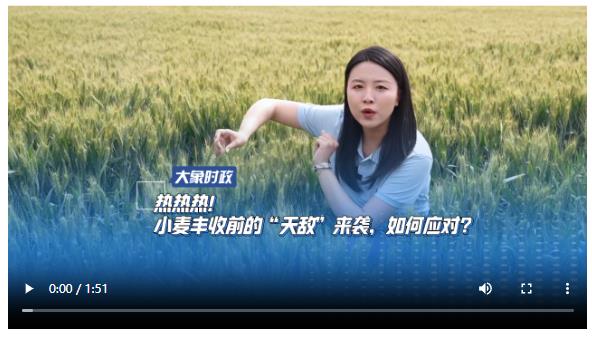 熱熱熱！小麥豐收前的“天敵”來襲，如何應對？