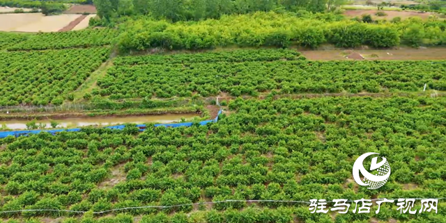泌陽縣盤古鄉(xiāng)臥牛山村：金銀花開金銀來 返鄉(xiāng)青年帶富一方