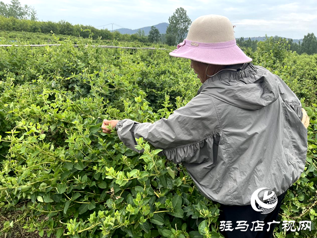 泌陽縣盤古鄉(xiāng)臥牛山村：金銀花開金銀來 返鄉(xiāng)青年帶富一方