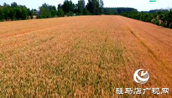 遂平縣：2700臺收割機完成體檢  智慧調(diào)度護航顆粒歸倉