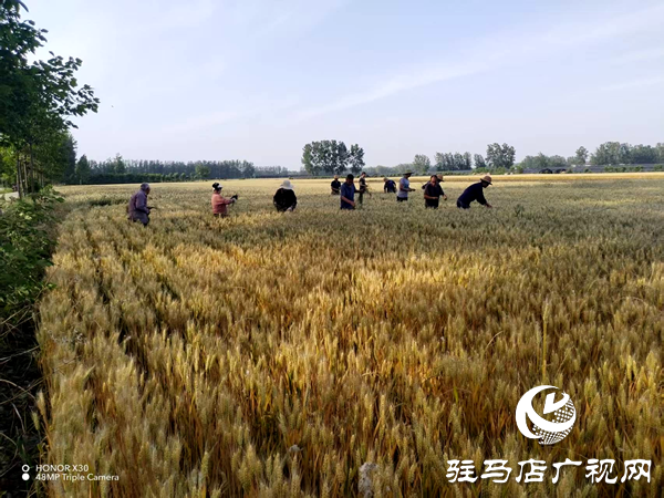 平輿縣李屯鎮(zhèn)：科學(xué)防范“干熱風(fēng)” 全力守護小麥生長 