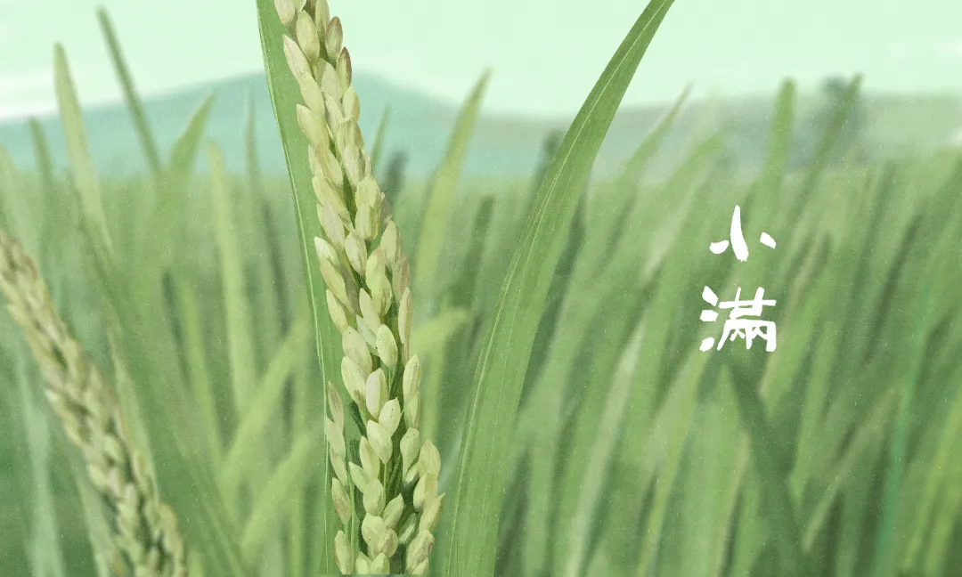 今日小滿：小得盈滿，萬(wàn)物可期