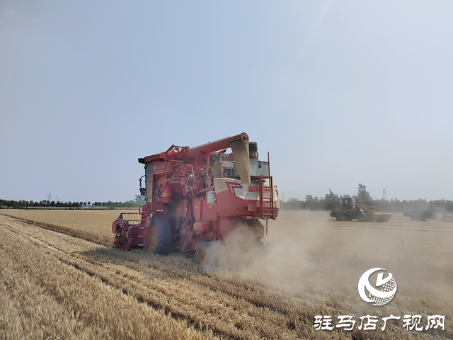 汝南縣：132.2萬畝小麥開鐮收割