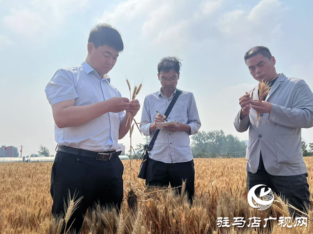 749.1公斤！駐馬店百農(nóng)1316小麥測產(chǎn)破紀(jì)錄 科技賦能解鎖糧田密碼